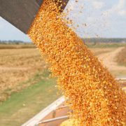 cornharvestdfp01_0_0 cornharvestdfp01_0_0